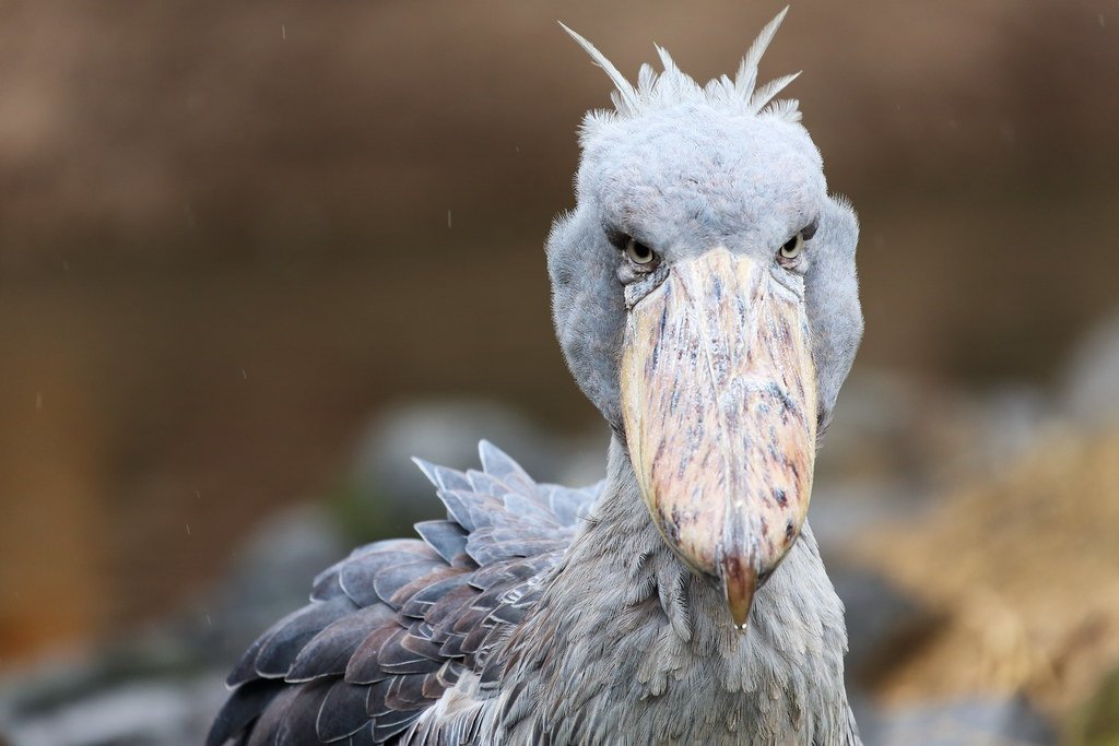 🦁 고베 동물왕국 이미지 7